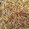 Apetit - MEALWORM 60g AKCE